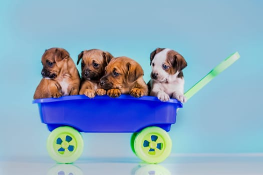 Cute doggies in a toy wagon