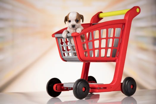A dog in a shopping cart