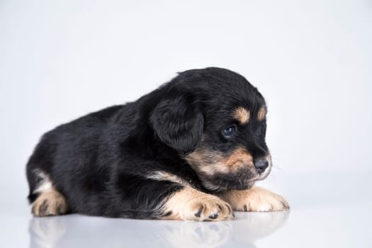 A small dog on a white background