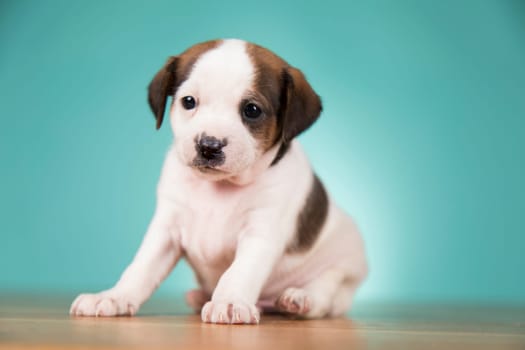Little puppy dogs, animals concept