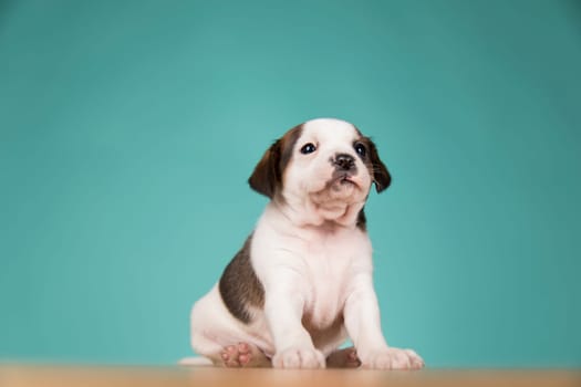 Cute puppy dog, animals concept