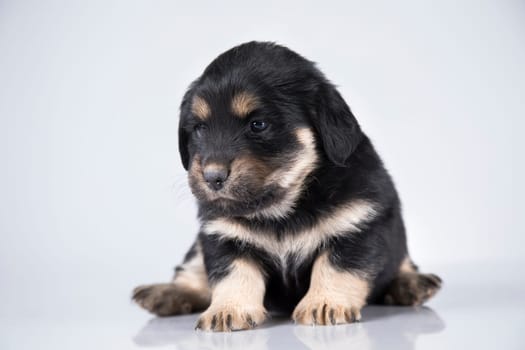 Little dog on a white background