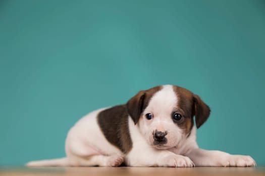 Cute puppy dog, animals concept