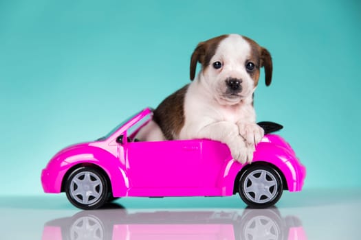 Cute dog in a pink car
