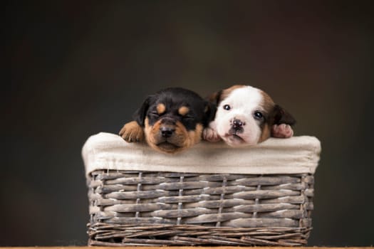 Little dogs in a wicker basket