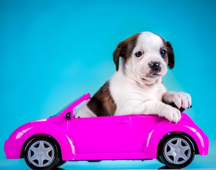 Puppy in a pink car