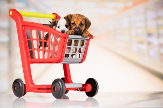 Cute doggies in a shopping cart