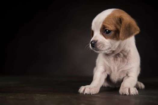 Dog on a black background