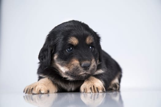 Little dog on a white background
