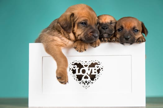 Love little dogs in are wooden deck