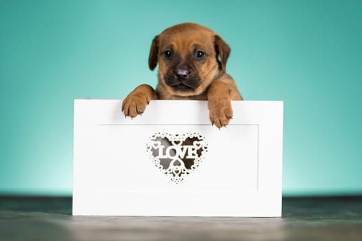 Love little dogs in are wooden deck