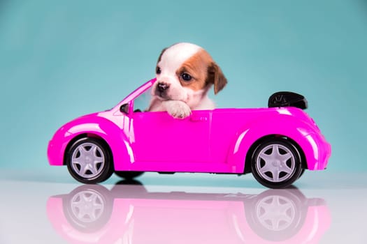 A little dog in a pink car