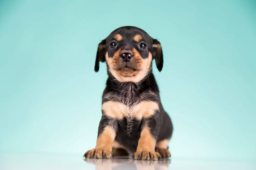 Pet, Little puppy dog, animals concept