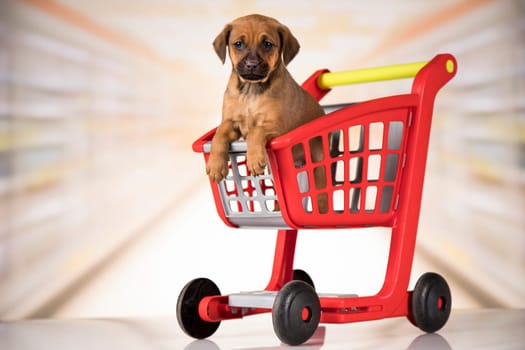 Dog in a shopping cart