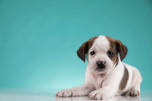 Little puppy dogs, animals concept
