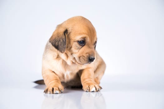 A small dog on a white background