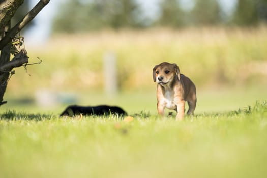 A small dog on the grass background