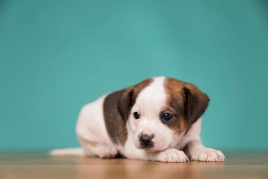Little puppy dogs, animals concept