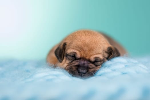 A beautiful little dog sleeps on a blanket