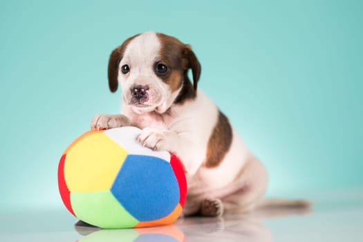 A happy puppy is playing with a ball