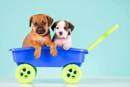 Beautiful little puppies in a toy wagon