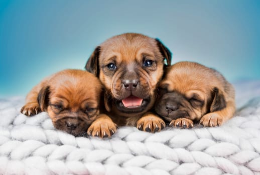 Dogs on a sleeps on a blanket
