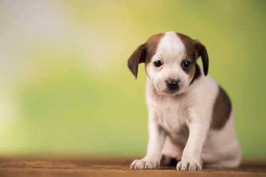 Pet, Little puppy dog, animals concept