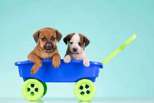 Beautiful little puppies in a toy wagon