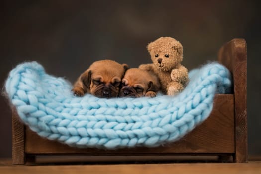 Dogs sleep on a small wooden bed