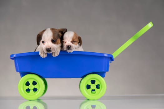 Beautiful little puppies in a toy wagon