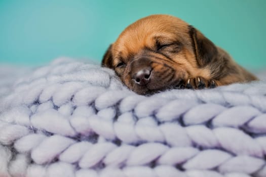 Little cute puppies are sleeping on a blanket