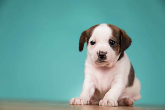 Cute puppy dog, animals concept