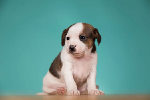Cute puppy dog, animals concept