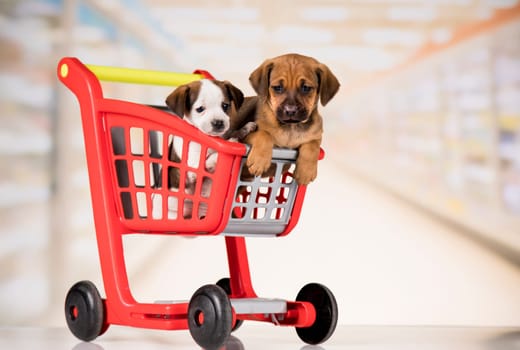 A dog in a shopping cart