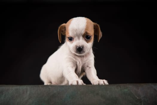 Little Puppy dog in a black background
