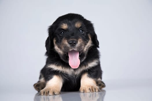 Little dog on a white background