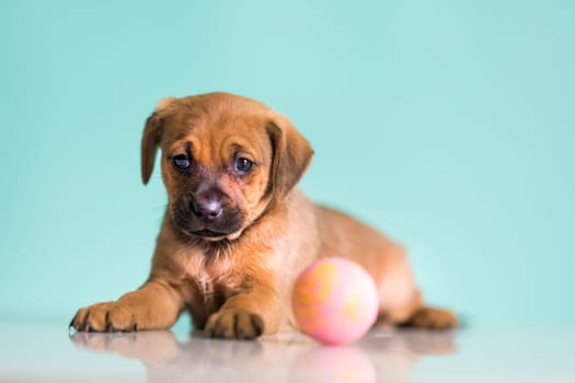 A happy puppy is playing with a ball