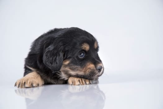 A small dog on a white background