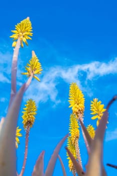 Vertical low angle field shot of yellow Aloe Vera flowers in springtime