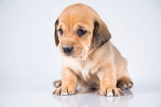 Little dog on a white background