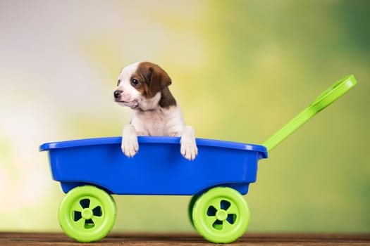 Little cute dog in a toy car
