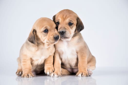 Two dogs, Pet, animals concept