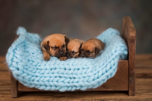 Dogs sleep on a small wooden bed