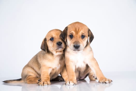 Two dogs, Pet, animals concept