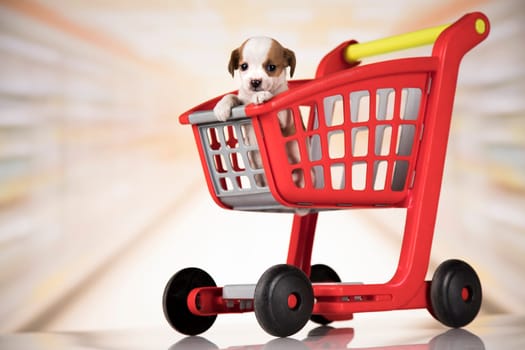 A dog in a shopping cart