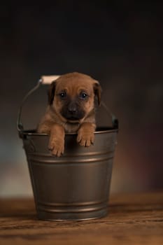 A small dog in a metal bucket