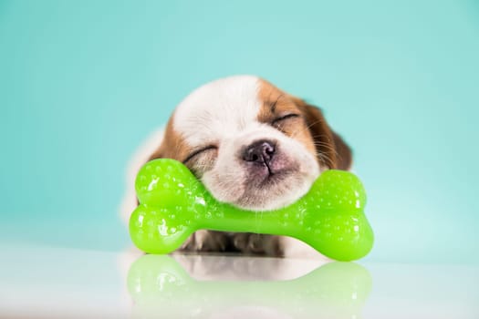 Dog sleeps with a rubber bone