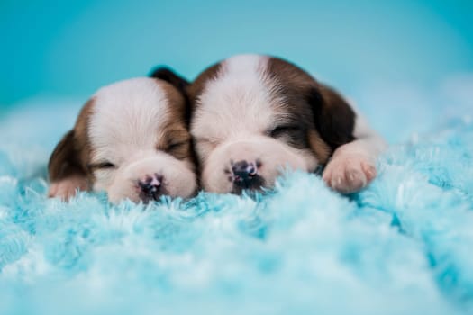Dogs on a sleeps on a blanket