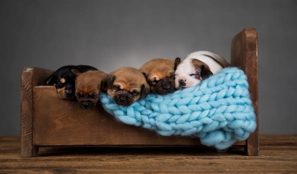 Dogs sleep on a small wooden bed