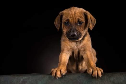 Dog on a black background